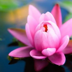 Meet your Posher, Ashli